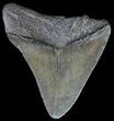 Bargain, Fossil Megalodon Tooth #63980-1
